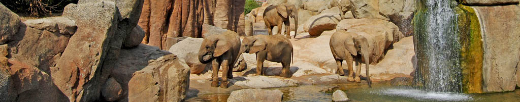 bioparc valencia elefantes