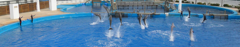 valencia delfines